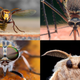 Image for article titled ‘Wow, Hope You Had A Nice 17 Years Off,’ Say Annoyed Bugs Left To Torment Humans Without Help Of Cicadas